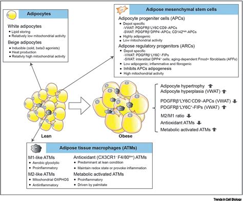 The composition, function, and regulation of adipose stem and.